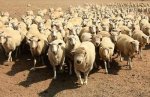 В Рамадан в Саудовской Аравии будет продано около двух миллионов голов скота