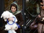 Иран ввел запрет на рекламу товаров для животных