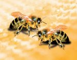 Мобильные телефоны негативно влияют на пчел